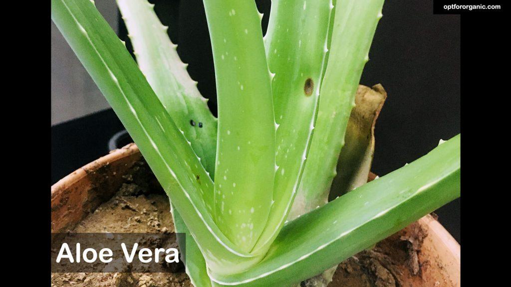 Aloe Vera Vs Aloe Vera Arborescent Whats The Difference Opt For Organic Diy Natural 6816