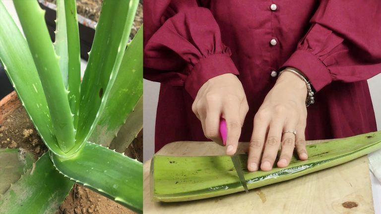 How To Cut, Extract And Preserve Aloe Vera Gel?