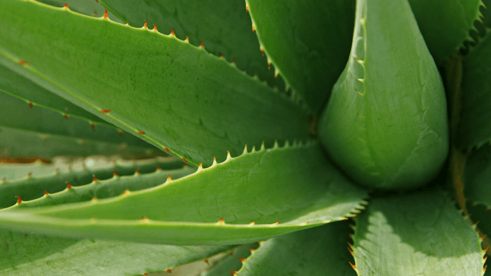 Aloe Vera Vs Aloe Vera Arborescent – What’s The Difference?
