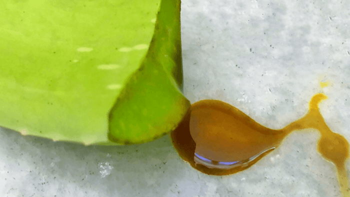 What is Aloe Latex or Aloe Vera Latex?