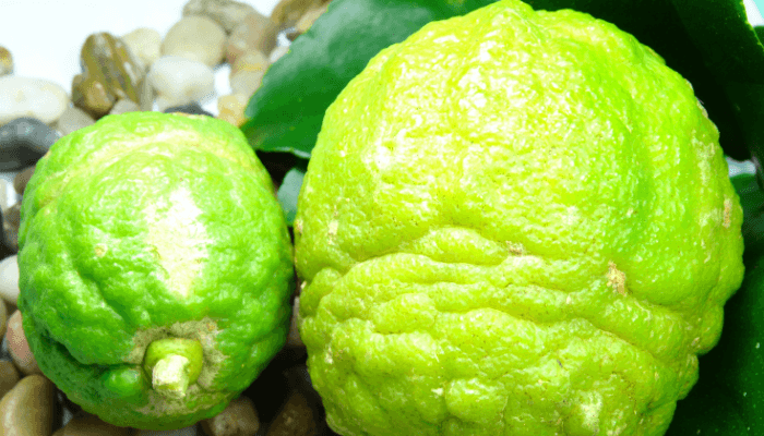 Kaffir Limes 