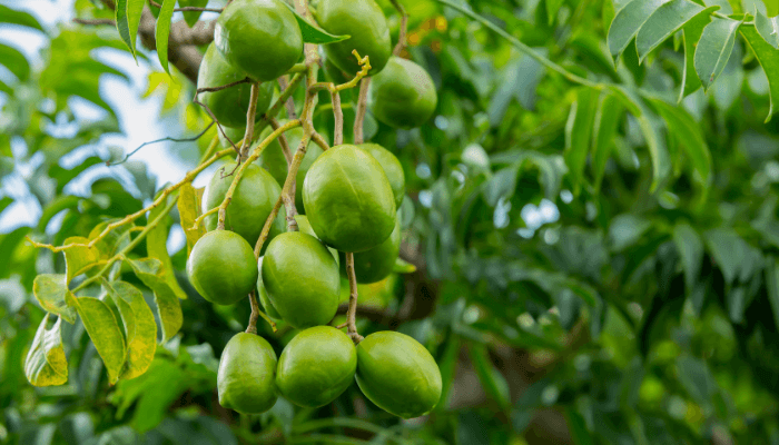 Amra Fruits benefits