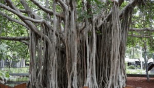banyan tree bark