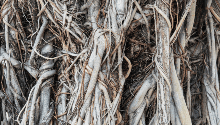 Banyan Tree Bark Powder - Benefits and Uses - Opt For Organic - DIY Natural  Health Guide