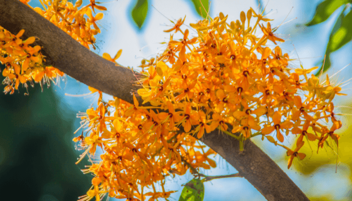 All About the Sorrowless Tree and its Health Benefits