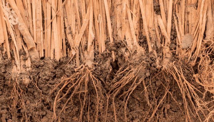 khus roots properties